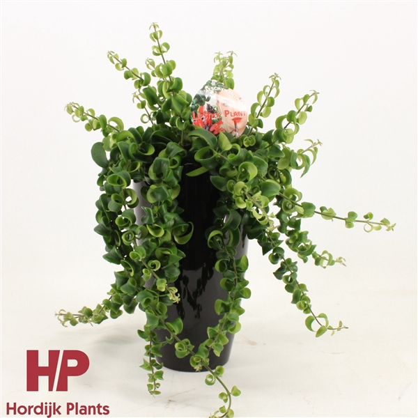 <h4>Aeschynanthus krul Keramiek Zwart</h4>