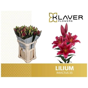 Li Or Invictus 3+ Klaver