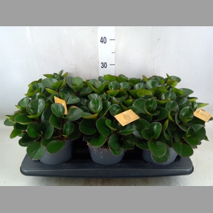Peperomia obt. 'Burning Bush'