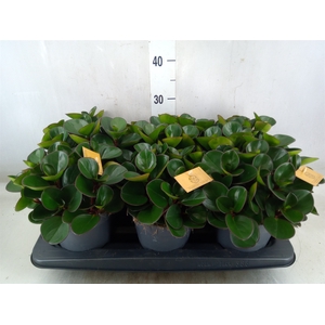 Peperomia obt. 'Burning Bush'