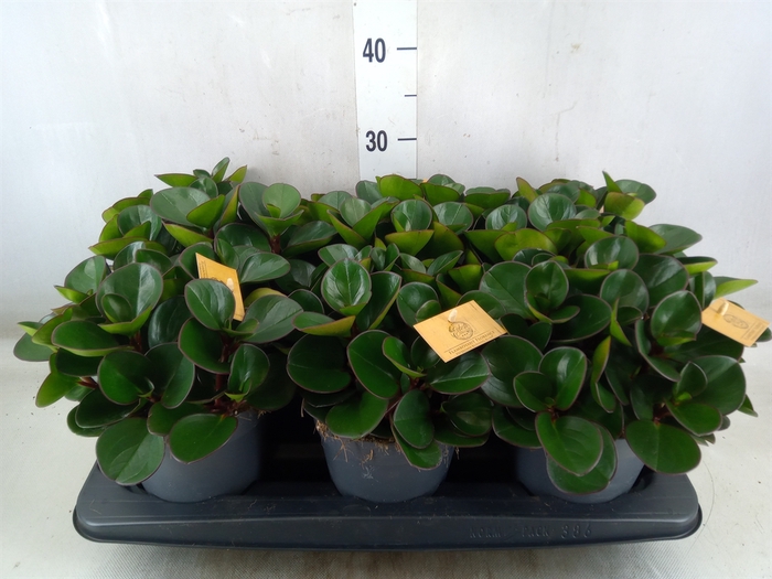 <h4>Peperomia obt. 'Burning Bush'</h4>