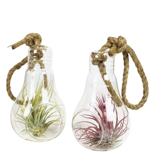 Tillandsia glas lamp touw medium