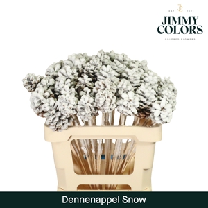 Dennenappel op stok  Snow