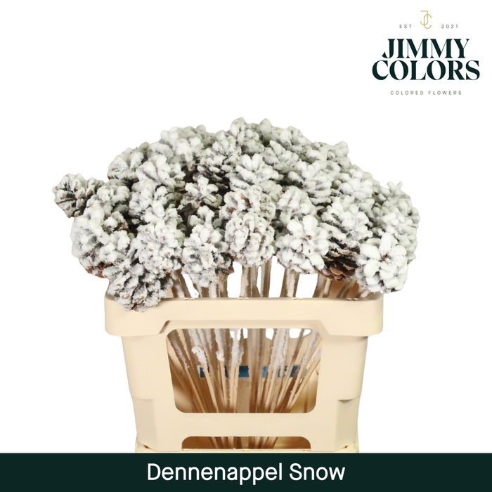 <h4>Dennenappel op stok  Snow</h4>