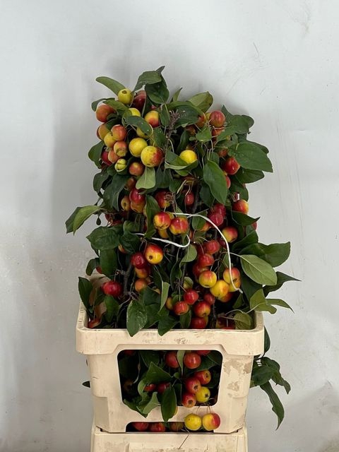 <h4>MALUS GORGEOUS 70CM</h4>