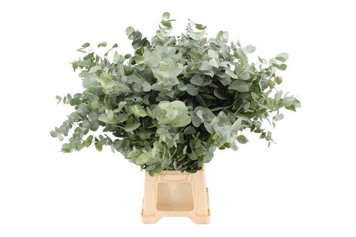 <h4>Euca Cinerea 300</h4>