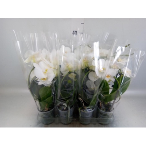 Phalaenopsis 'Elegant Cascade'