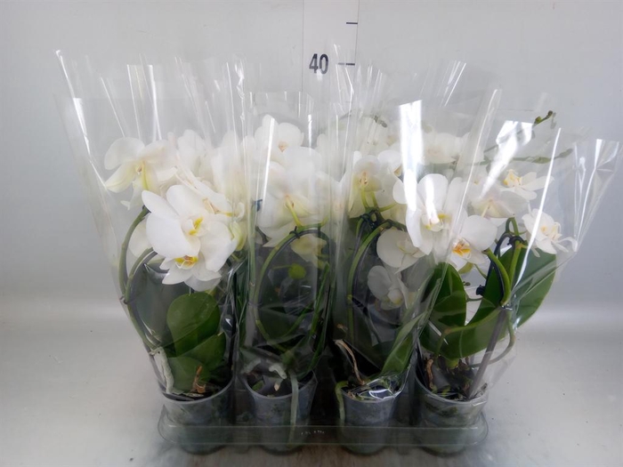 <h4>Phalaenopsis 'Elegant Cascade'</h4>