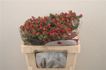 <h4>Hyp Mag Triumph</h4>