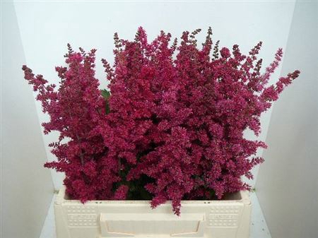 <h4>Astilbe Ar Fanal</h4>