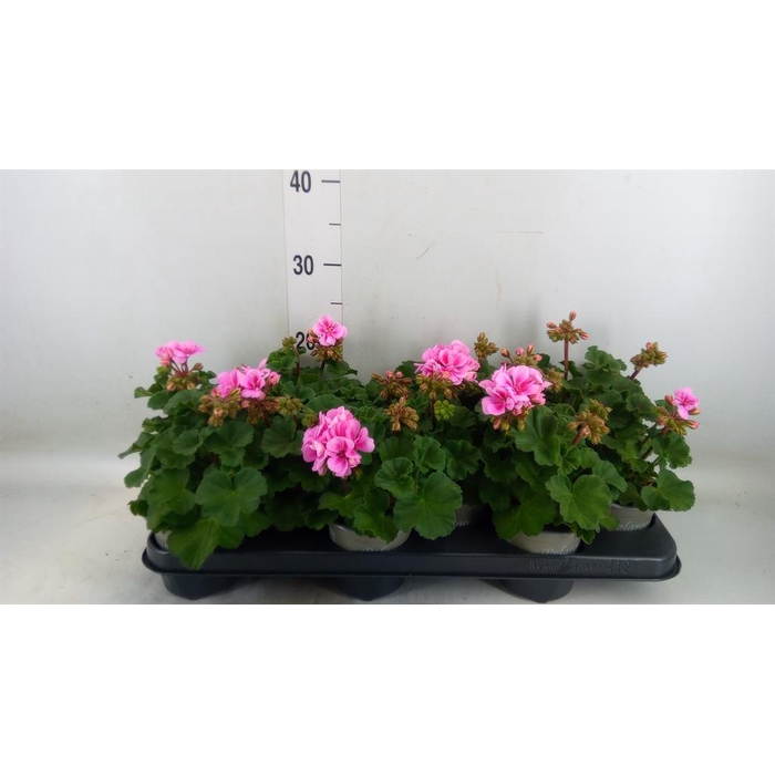 <h4>Pelargonium zona. 'ToscaSil Raiko'</h4>