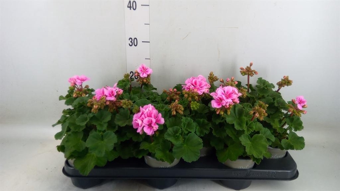 <h4>Pelargonium zona. 'ToscaSil Raiko'</h4>