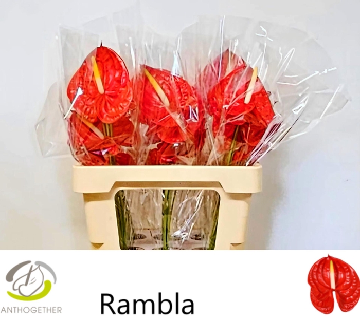 <h4>ANTH A RAMBLA</h4>