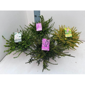 Erica x darleyensis gemengd