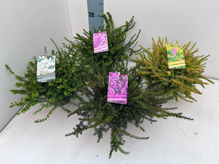 <h4>Erica x darleyensis gemengd</h4>