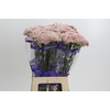 Ozothamnus Cooks Tall Pink