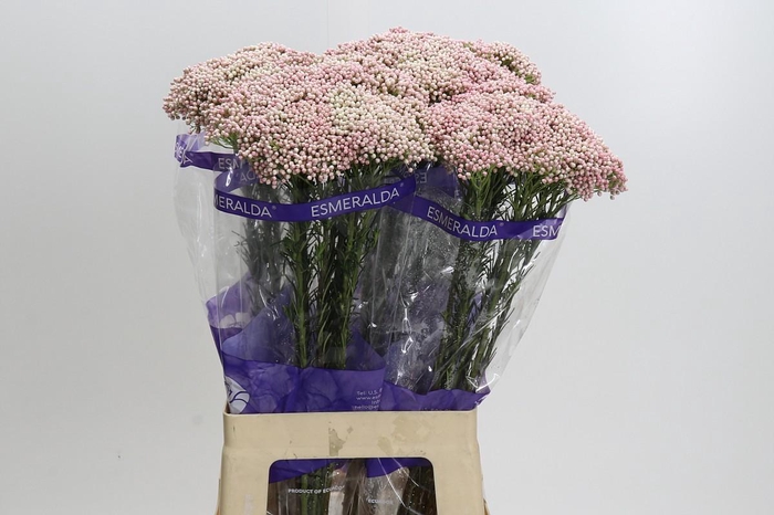 <h4>Ozothamnus Cooks Tall Pink</h4>