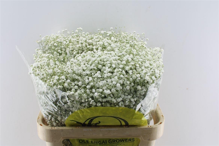 <h4>Gyps Pa Xlence</h4>