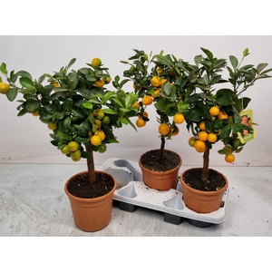 CITR MICROCARPA