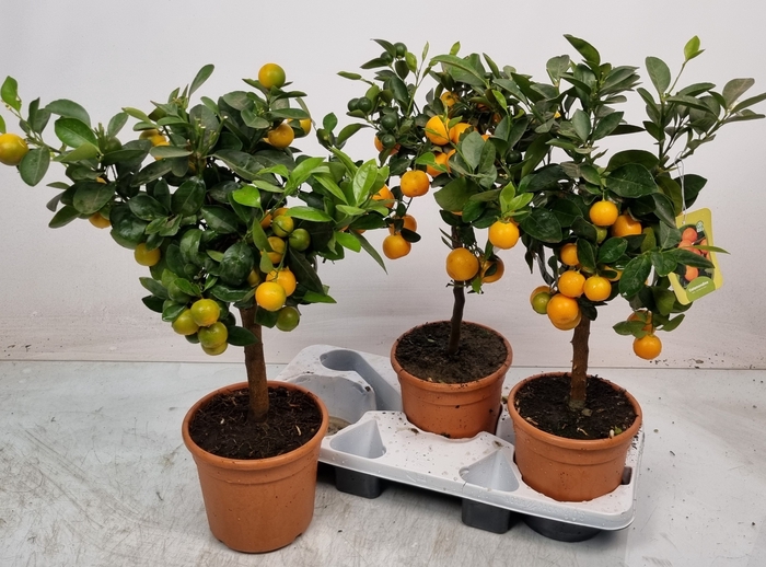 <h4>CITR MICROCARPA</h4>
