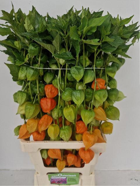 <h4>PHYSALIS LAMPION TAK</h4>