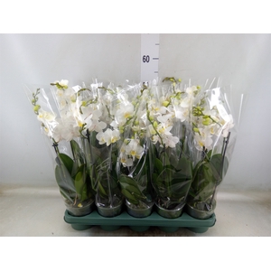 Phalaenopsis multi.   ...white