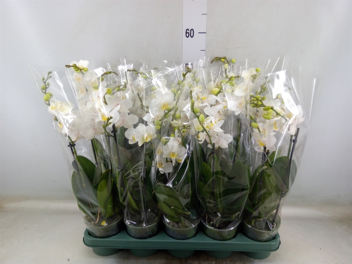 <h4>Phalaenopsis multi.   ...white</h4>