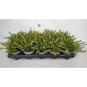 Erica darley. 'White Perfect'