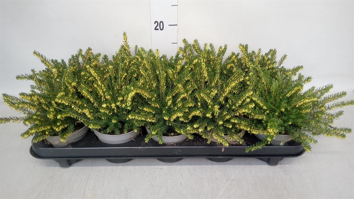 Erica darley. 'White Perfect'