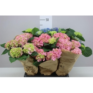 Hydrangea Gemengd 4+ Blue Pink