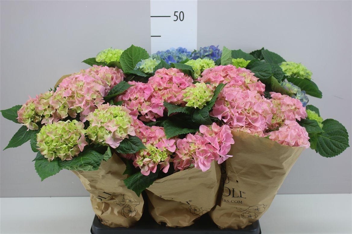 <h4>Hydrangea Gemengd 4+ Blue Pink</h4>