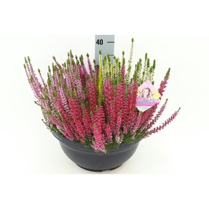 CALLU BL HI FIVE GEM