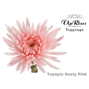 Chr G Vip Topspin Dusty Pink