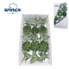 Aloe Mix (wincx) Cutflower Wincx-10cm