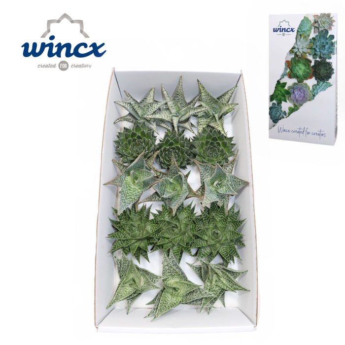 Aloe Mix (wincx) Cutflower Wincx-10cm