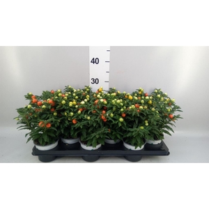 Solanum pseudocapsicum