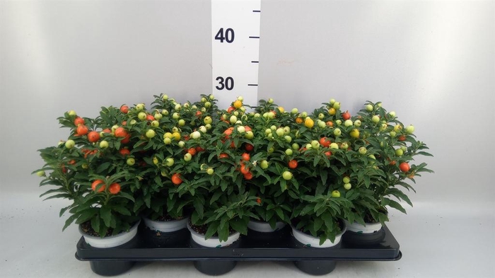<h4>Solanum pseudocapsicum</h4>