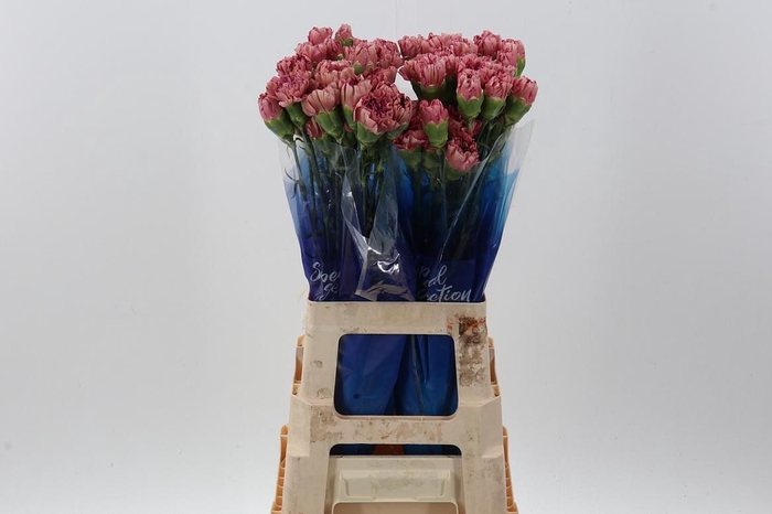 <h4>Di St Vortex</h4>