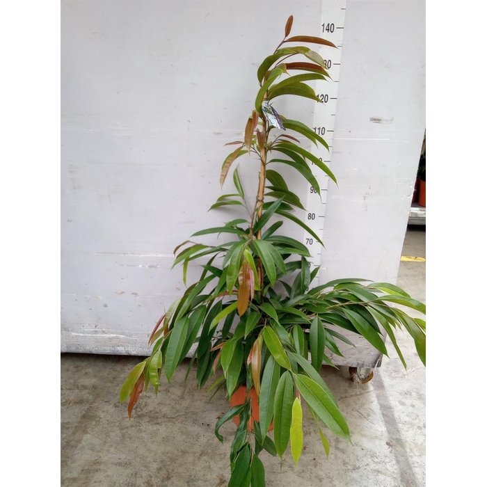 <h4>Ficus binn. 'Amstel King'</h4>