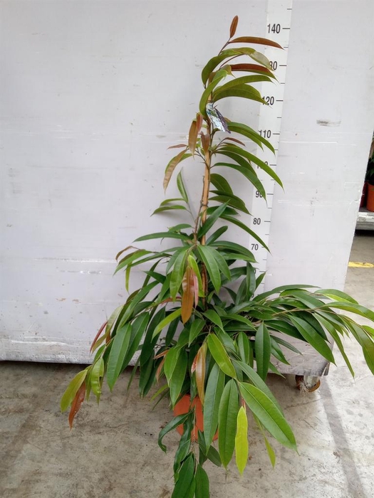 Ficus binn. 'Amstel King'
