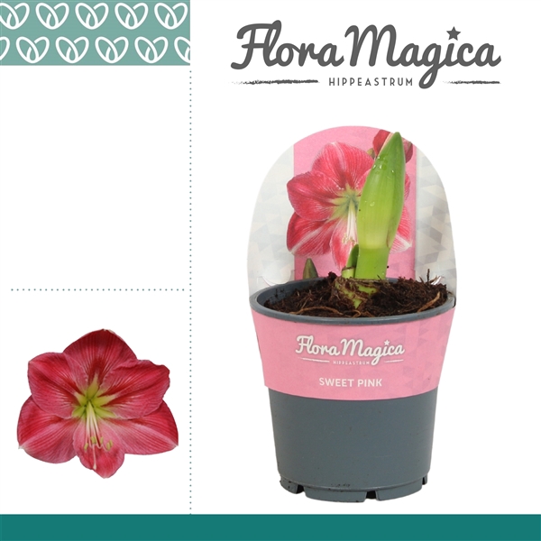 <h4>Hippeastrum Sweet Pink 2 knop in Potkraag</h4>