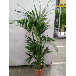 Howea forsteriana