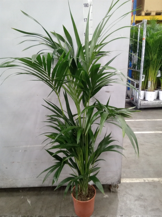 <h4>Howea forsteriana</h4>