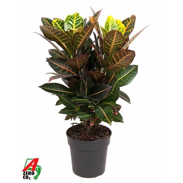 <h4>Codiaeum variegatum grootbladig 'Petra'</h4>