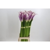Zantedeschia Eydolls Purple White
