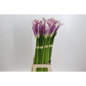 Zantedeschia Eydolls Purple White
