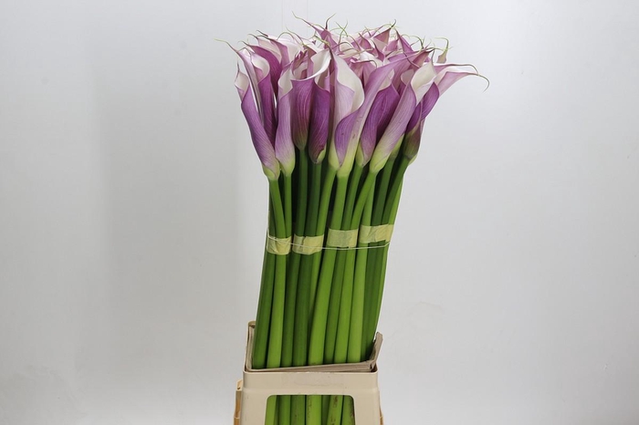 Zantedeschia Eydolls Purple White