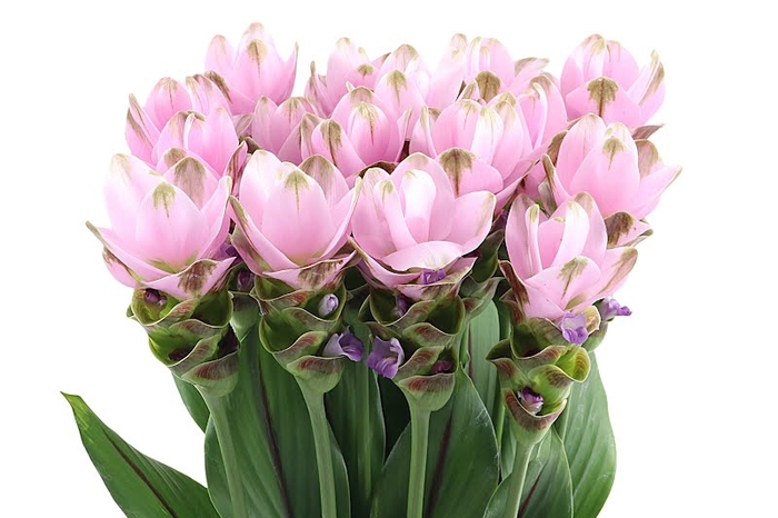 <h4>Curcuma Siam Shadow Pink</h4>