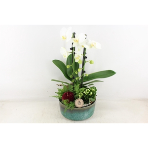 arr2 PL - Ker. pot verde Phal. 285/3