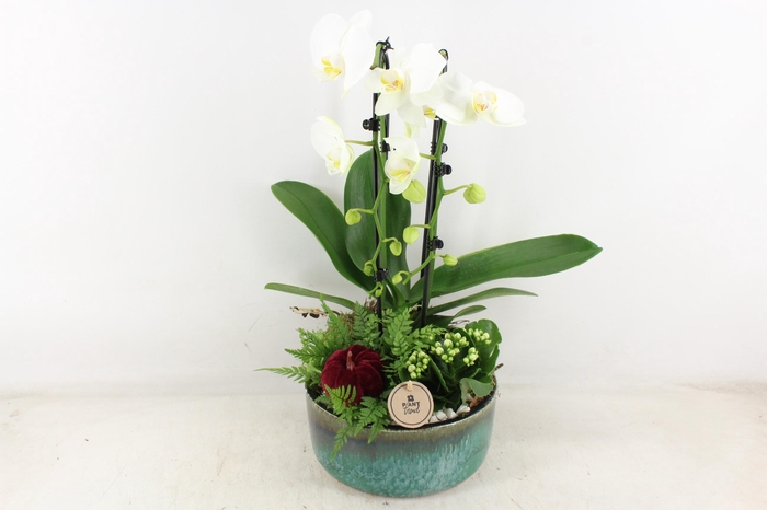 <h4>arr2 PL - Ker. pot verde Phal. 285/3</h4>